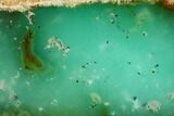 Polished Green Chrysoprase Slab - Western Australia #132901-1